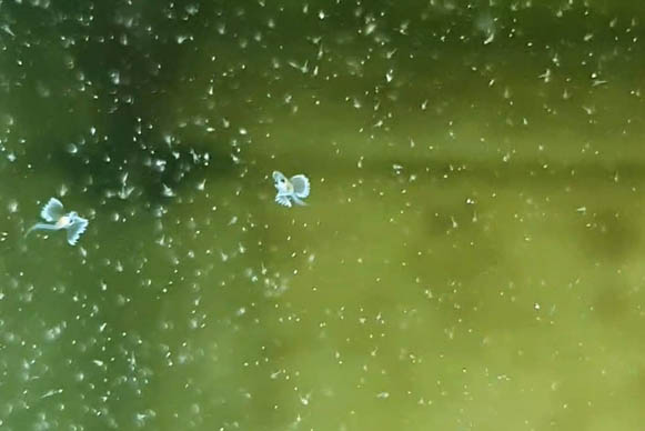 plankton-screenshot