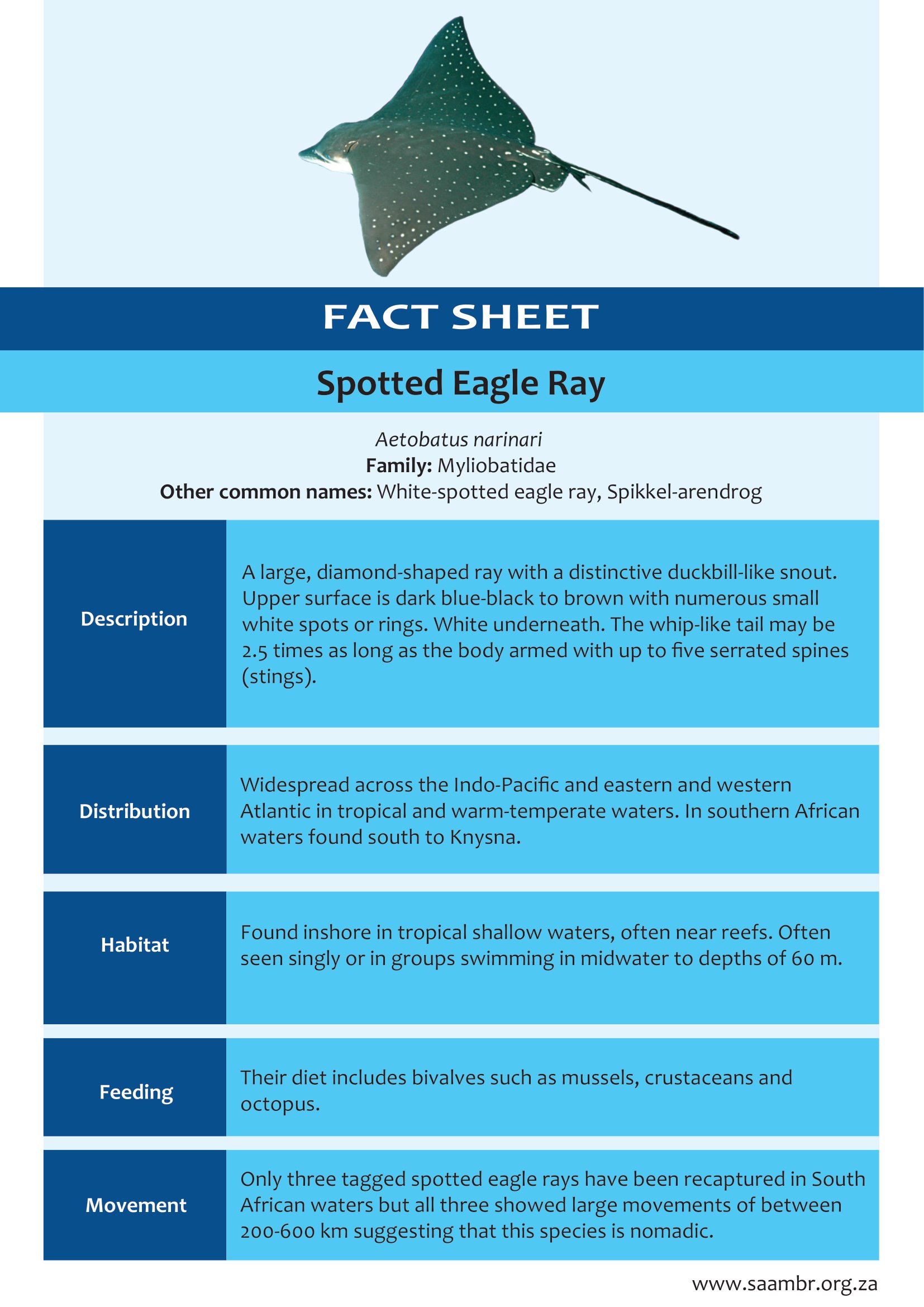Spotted Eagle Ray