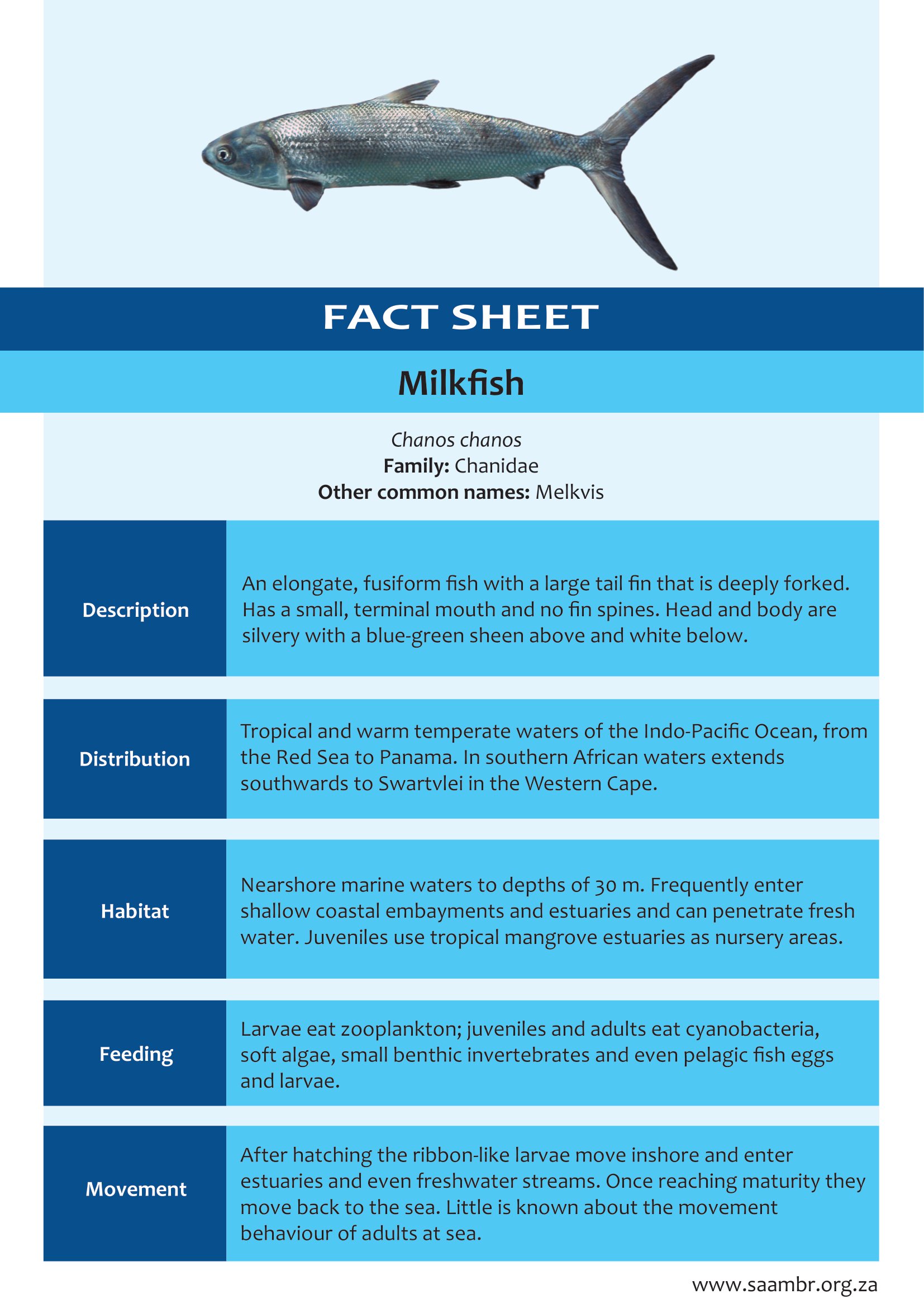 Milkfish