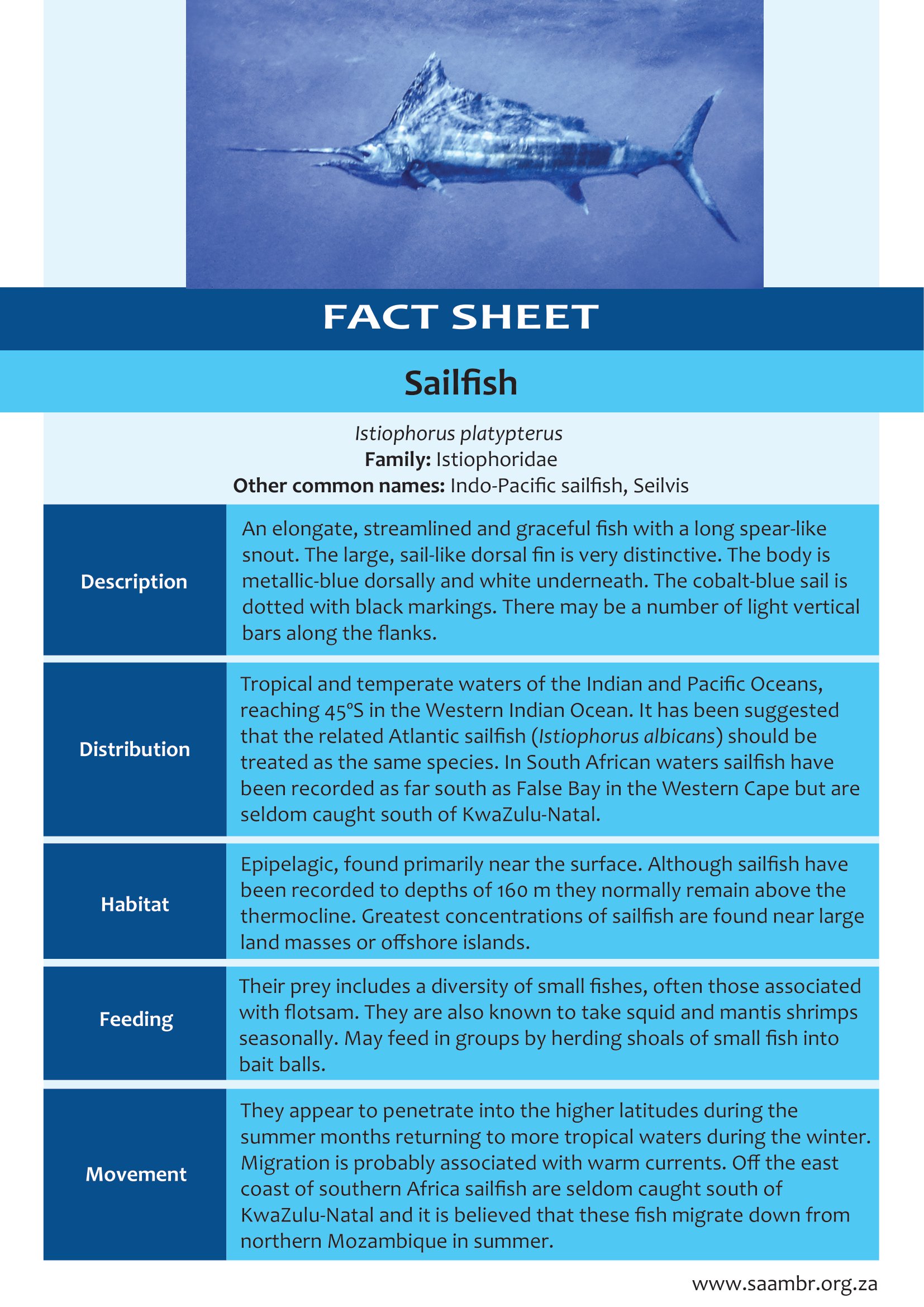 Sailfish