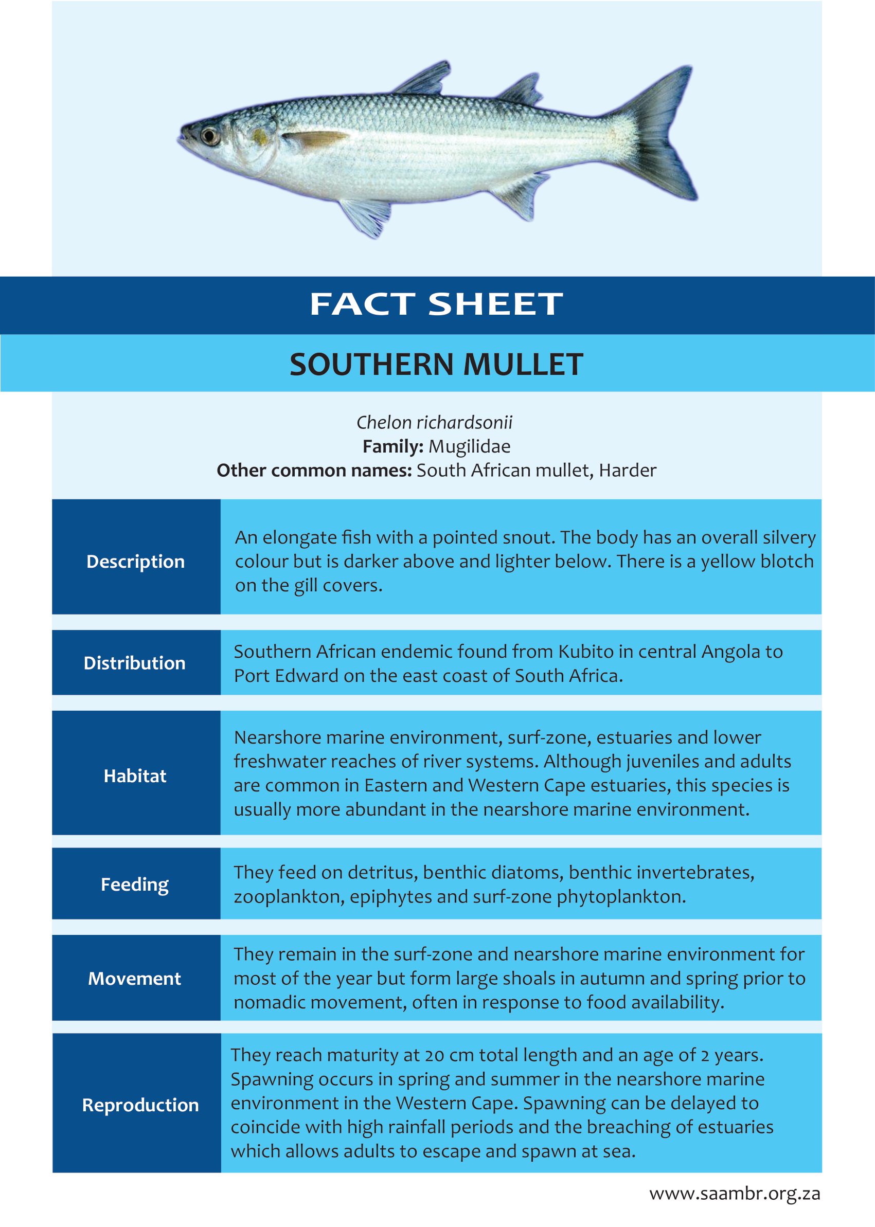 Southern Mullet