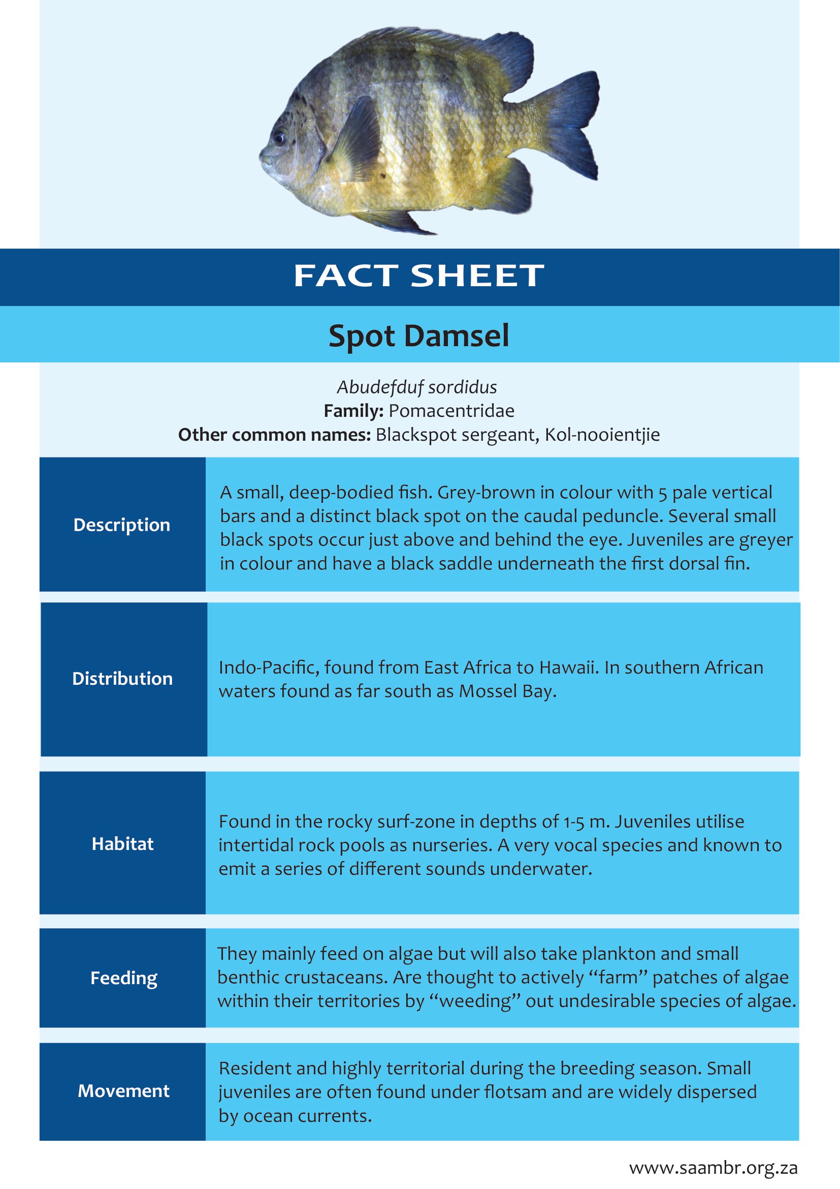 Spot Damsel