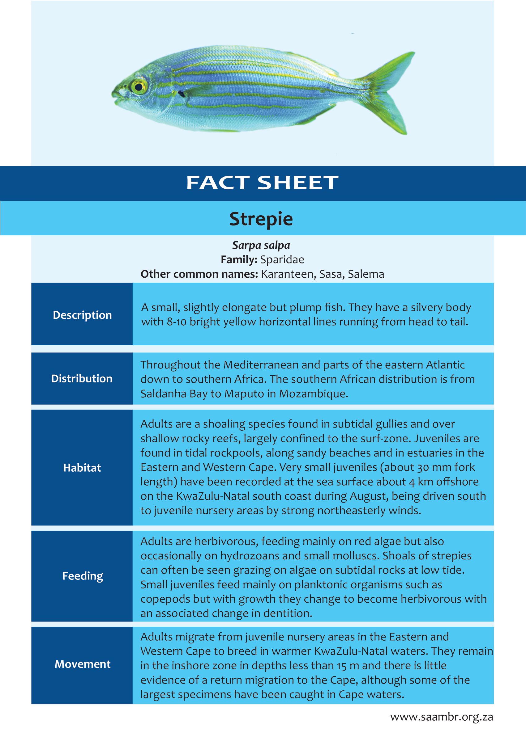 Strepie