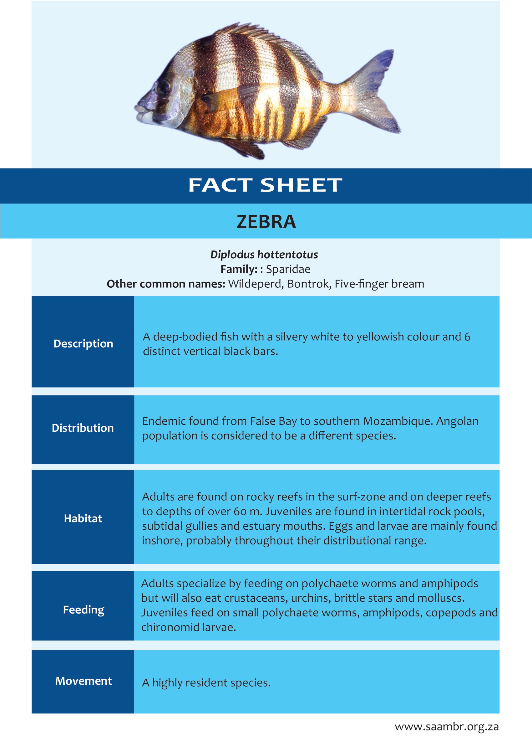 Zebra